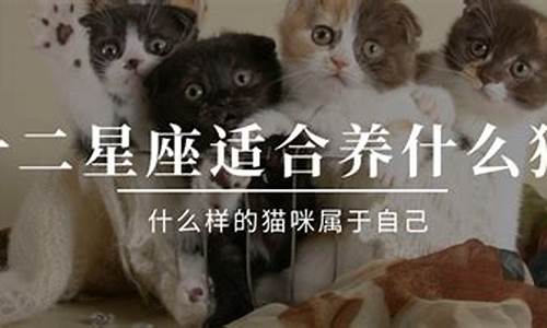 十二星座宠物猫_十二星座宠物